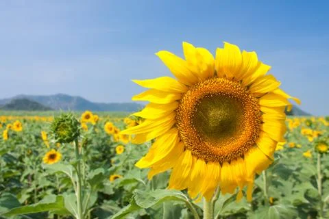 Sunflower in a field Foto stock