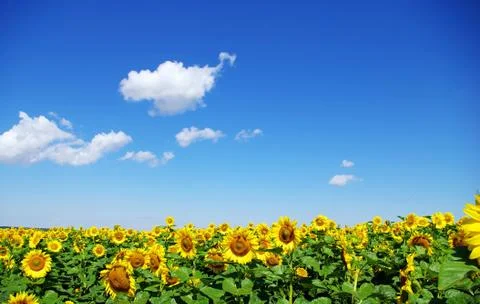 Sunflower field Stock Photos