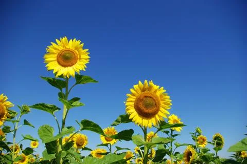 Sunflower field Stock Photos