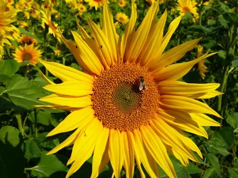 Sunflower in field Stock Photos
