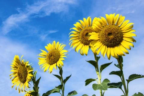 Sunflower field Foto stock