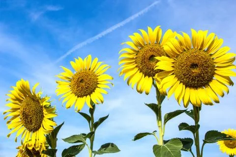 Sunflower field. Stock Photos