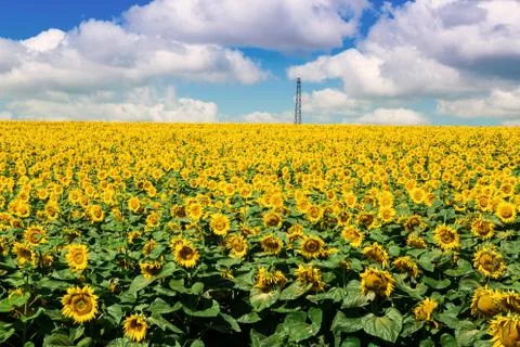 Sunflower field Foto stock
