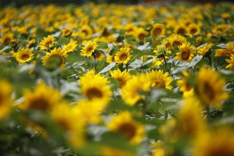 Sunflower field Stock Photos