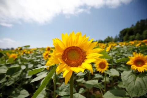 Sunflower field Stock Photos