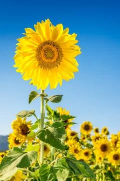 Sunflower field Stock Photos