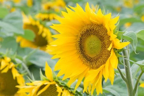 Sunflower in a field Stock Photos