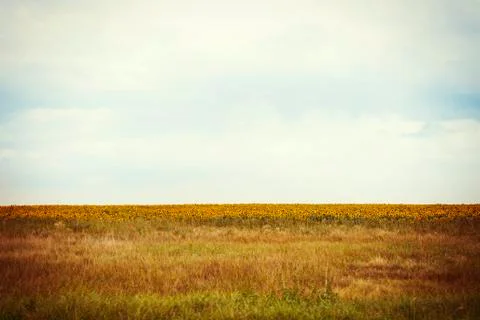 Sunflower field Stock-Fotos