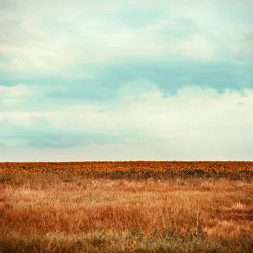 Sunflower field Stock Photos