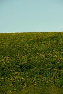 Sunflower field Stock Photos