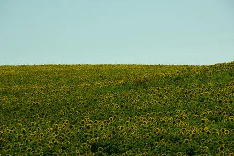 Sunflower field Stock Photos