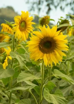 Sunflower field Stock Photos