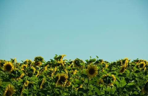 Sunflower field Stock Photos