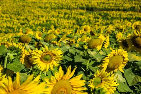 Sunflower field Stock Photos