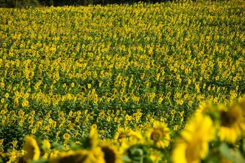 Sunflower field Stock Photos