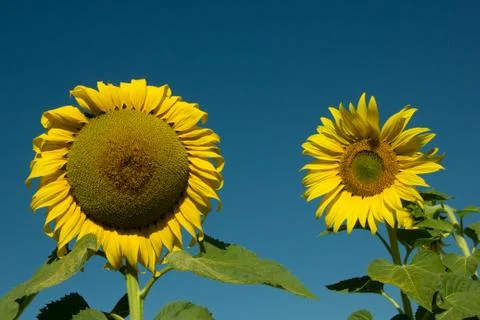 Sunflower field Stock Photos