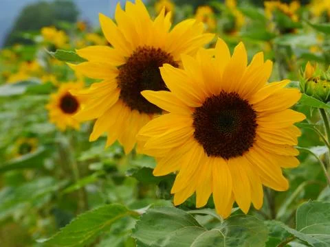 Sunflower in field Stock Photos