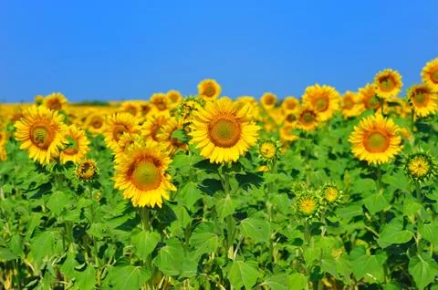 Sunflower field 스톡 사진