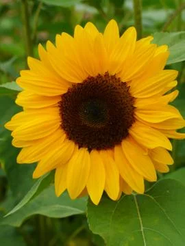 Sunflower in field Stock Photos