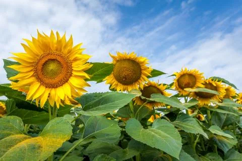 Sunflower field. Stock Photos