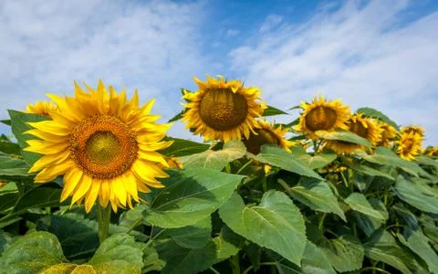Sunflower field. Stock Photos