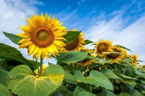 Sunflower field. Stock Photos