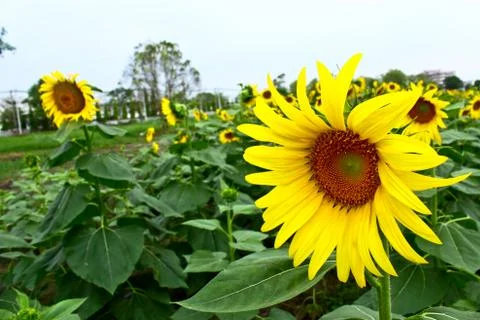 Sunflower in the field Foto stock