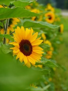 Sunflower in field Stock Photos