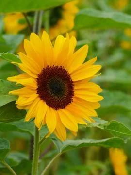 Sunflower in field Stock Photos