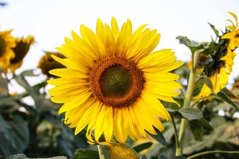 Sunflower in the field Stock Photos