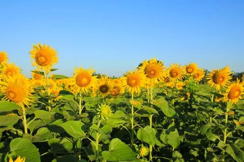 Sunflower field. Stock Photos