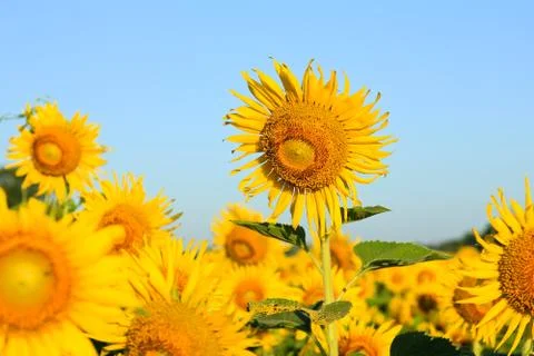 Sunflower field. Stock Photos