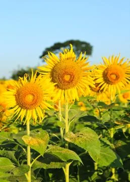 Sunflower field. Stock Photos