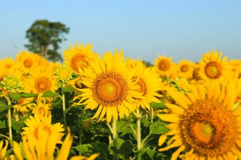 Sunflower field. Stock Photos