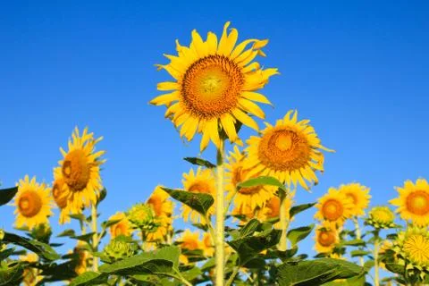 Sunflower field. Stock Photos