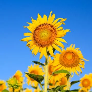 Sunflower field. Stock Photos