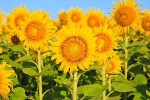 Sunflower field. Stock Photos