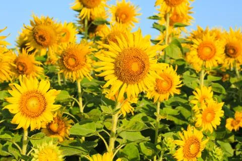 Sunflower field. Stock Photos
