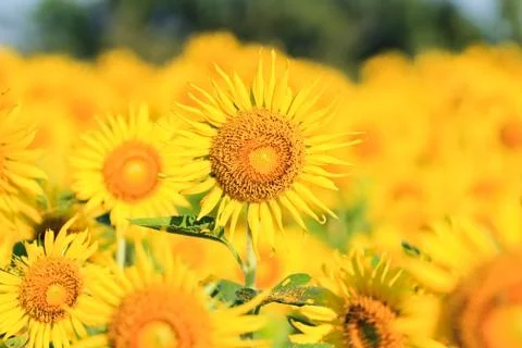 Sunflower field. Stock Photos
