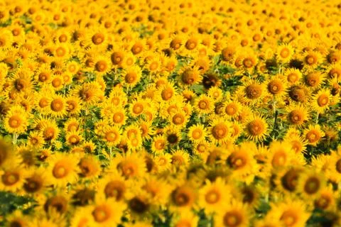 Sunflower field. Stock Photos