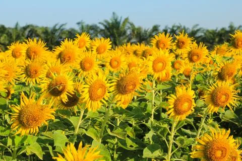 Sunflower field. Stock Photos