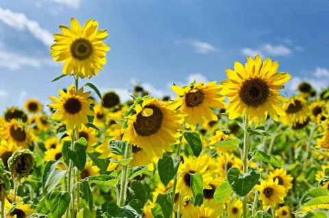 Sunflower field Stock Photos