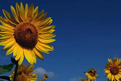 Sunflower field Photos