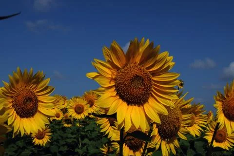 Sunflower field Stock-Fotos
