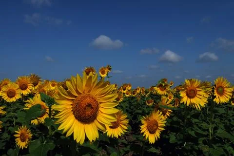 Sunflower field Foto stock
