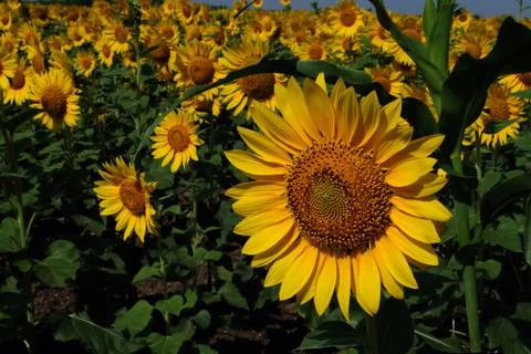 Sunflower field Stock-Fotos