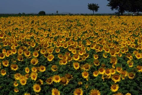 Sunflower field Foto stock