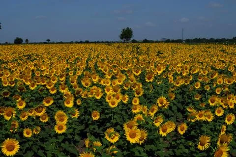 Sunflower field Photos