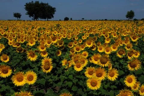 Sunflower field Photos