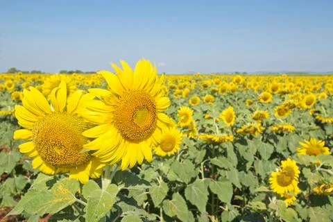 Sunflower field Stock Photos